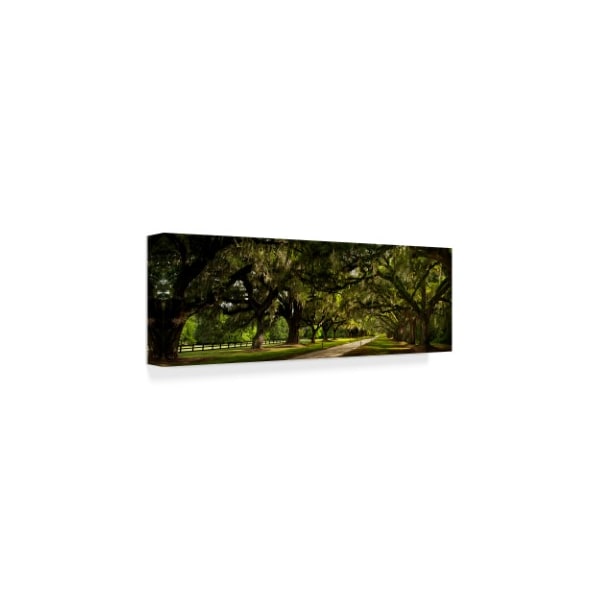 Natalie Mikaels 'Southern Canopy' Canvas Art,16x47